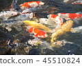 Koi 45510824