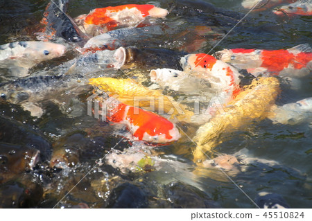 Koi Koi 45510824