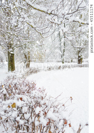 Trees in a snowy winter park 45511174