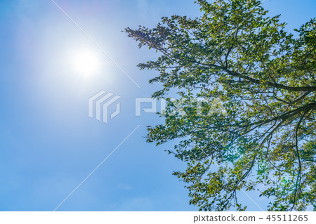 Nature image Nature image 45511265