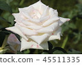 Rose (rose) 45511335