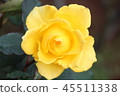 Rose (rose) 45511338