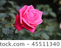 Rose (rose) 45511340