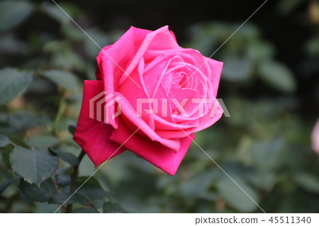 Rose (rose) 45511340