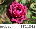 Rose (rose) 45511342