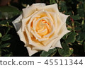 Rose (rose) 45511344