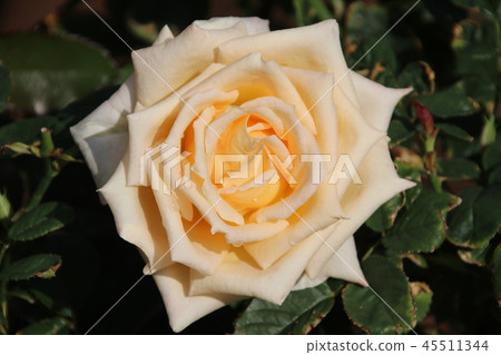 Rose (rose) 45511344