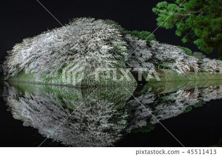 在彥根城的櫻花 在彥根城的櫻花 45511413