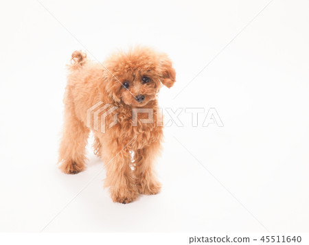 Toy poodle with camera view Toy poodle with camera view 45511640