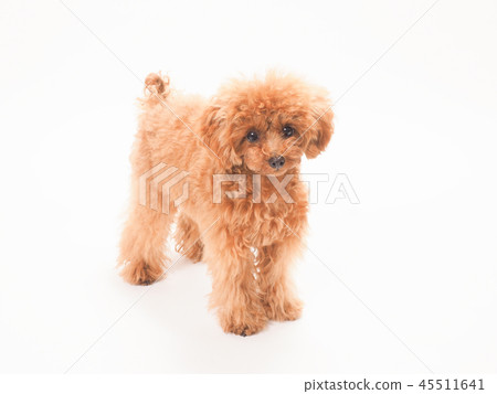 Toy poodle with camera view 45511641