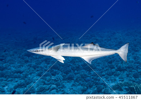 Remora suckerfish in blue ocean of polynesia 45511867