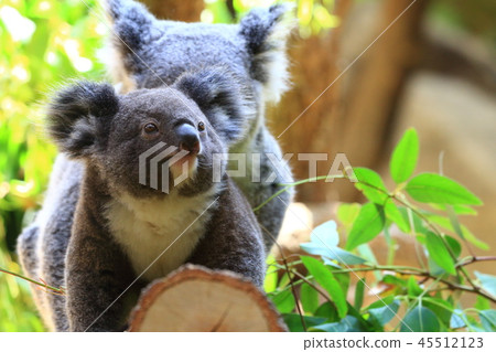 Koala 45512123