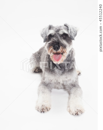 笑迷你雪納瑞 45512240