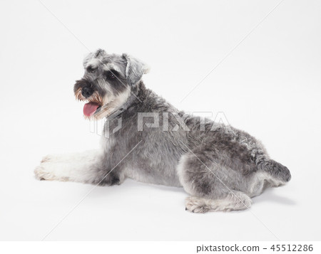Schnauzer turning around and laughing Schnauzer turning around and laughing 45512286