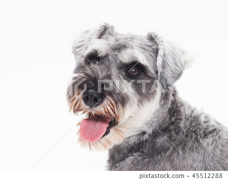 笑迷你雪納瑞 45512288