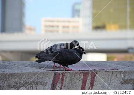 Pigeons Pigeons 45512497