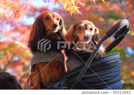 達克斯獵犬Kaninhaen可愛 45513042
