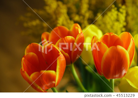 Red tulips Red tulips 45513229