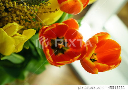 Yellow and red tulips, mimosa Yellow and red tulips, mimosa 45513231