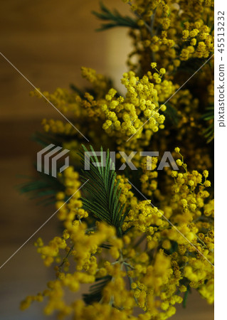 Inflorescence of yellow mimosa close-ups 45513232