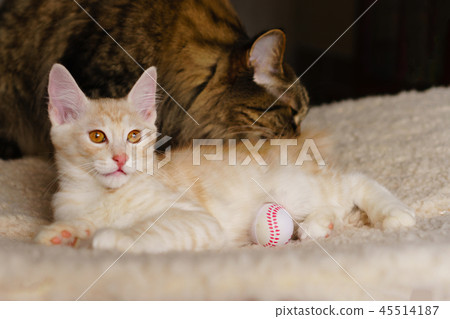 Mom cat and kitten 45514187