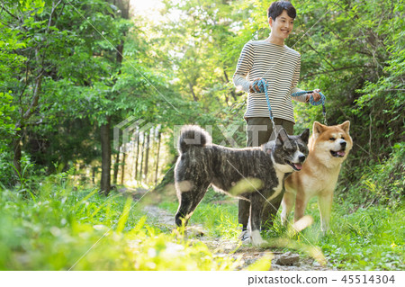 Akita dog men walk 45514304