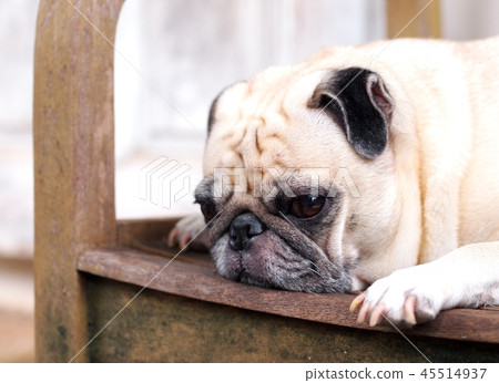 portraits photo of a lovely white fat cute pug dog 45514937