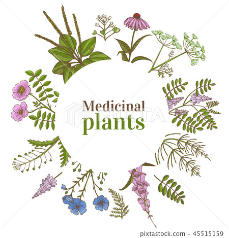 Colored Round Template with Medicinal Plants in... - Stock Illustration ...