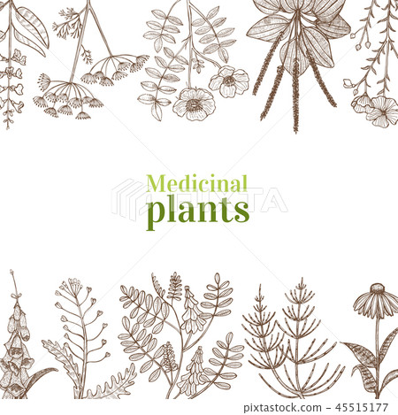 Template with Medicinal Plants in Hand-Drawn Style - Stock Illustration ...