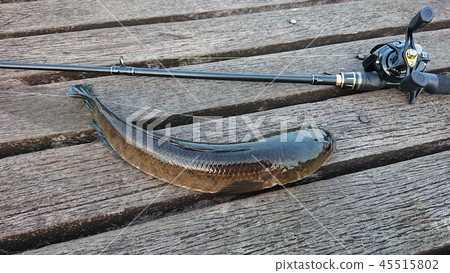 Thunderfowl lure fishing Thunderfowl lure fishing 45515802