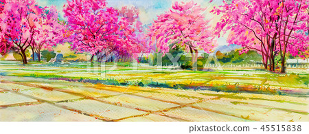 Painting pink color of Wild himalayan cherry. 45515838