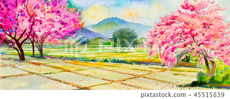 Painting pink color of Wild himalayan cherry Painting pink color of Wild himalayan cherry 45515839