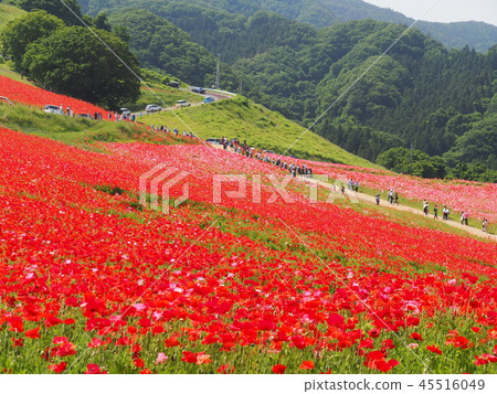 The sky of the sky 45516049