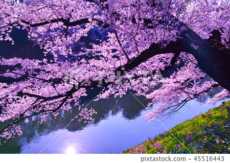 Cherry blossoms of Chidori-ga that shine in the morning sun Cherry blossoms of Chidori-ga that shine in the morning sun 45516443