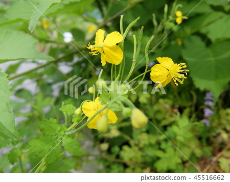 Herbal flower-Kusanou 2 45516662