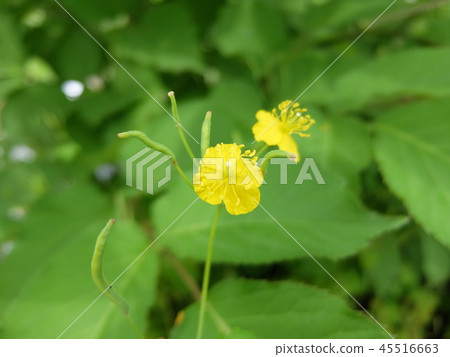 Herbal flower-Kusanoh 1 Herbal flower-Kusanoh 1 45516663