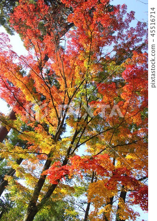 Maple  45516714