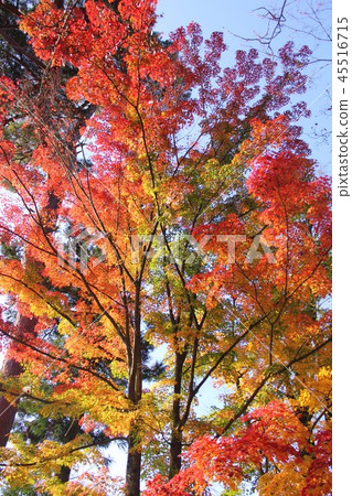Maple  45516715