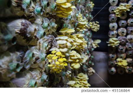 Mushrooms growing Mushrooms growing 45516864
