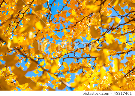 Golden Ginkgo Fall Image Golden Ginkgo Fall Image 45517461