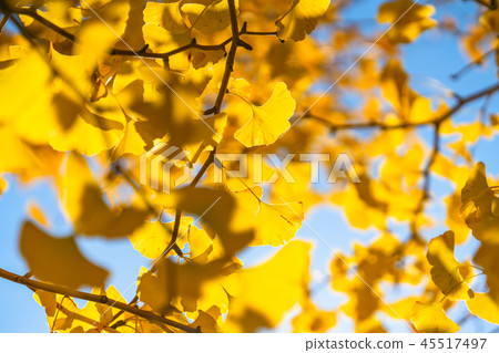 Golden Ginkgo Fall Image Golden Ginkgo Fall Image 45517497