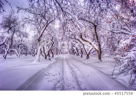 path through a forest with apple trees and mist path through a forest with apple trees and mist 45517559