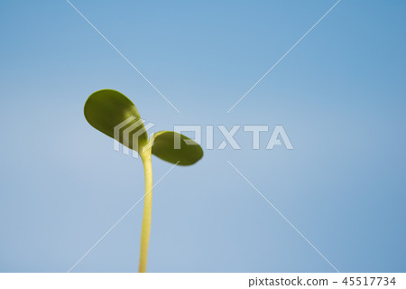 芽 蓓蕾 萌芽 45517734