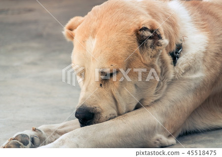 Central Asian Shepherd Dog. Alabai portrait Central Asian Shepherd Dog. Alabai portrait 45518475