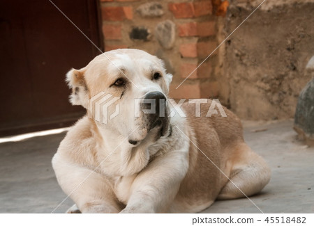 Central Asian Shepherd Dog. Alabai portrait 45518482