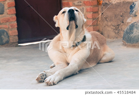 Central Asian Shepherd Dog. Alabai portrait Central Asian Shepherd Dog. Alabai portrait 45518484