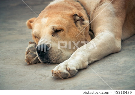 Central Asian Shepherd Dog. Alabai portrait 45518489