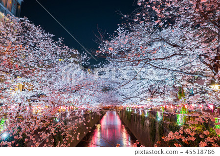2018年3月,夜櫻花照亮目黑河(目黑區,東京) 2018年3月,夜櫻花照亮目黑河(目黑區,東京) 45518786