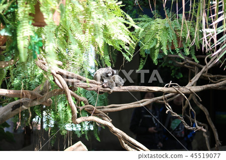 Common marmoset to groom Common marmoset to groom 45519077