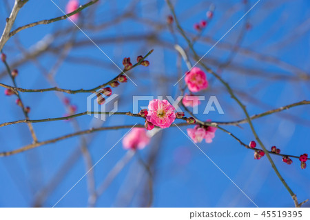 早春梅花 早春梅花 45519395